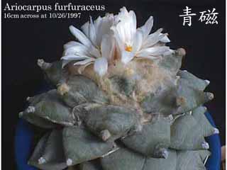 A. furfuraceus