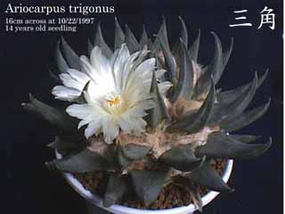 A. trigonus